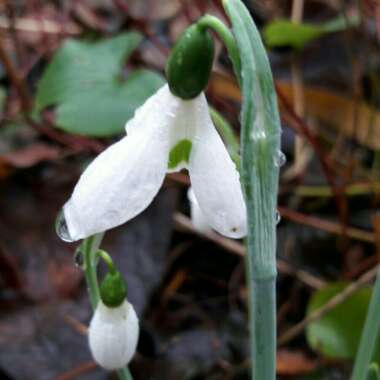 Galanthus nivalis