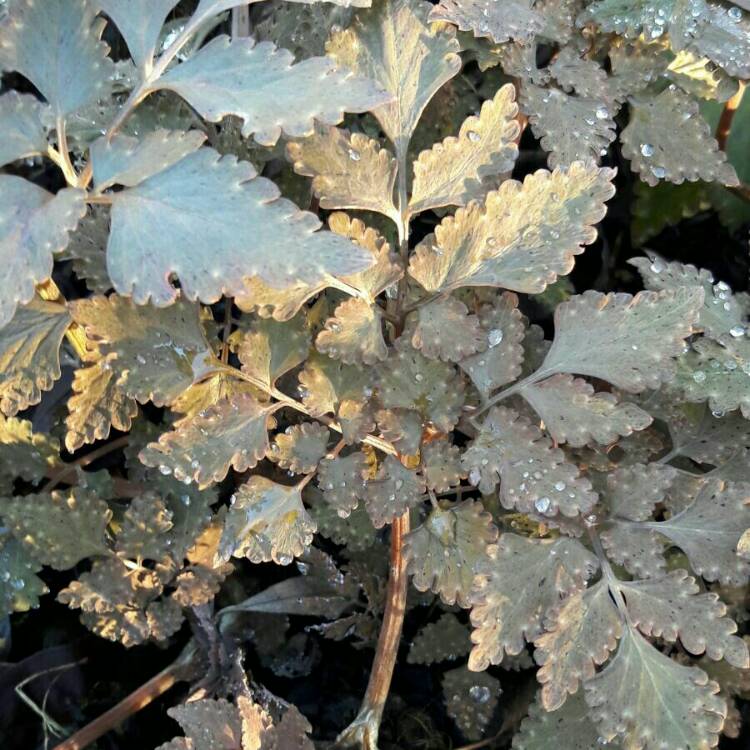 plant image 289198