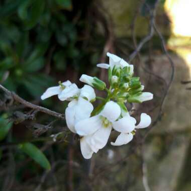 Arabis caucasica