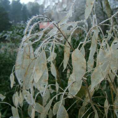 Lunaria rediviva