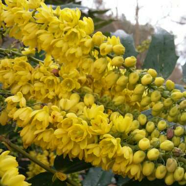 Mahonia x media 'Charity'