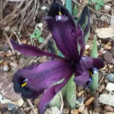 Iris