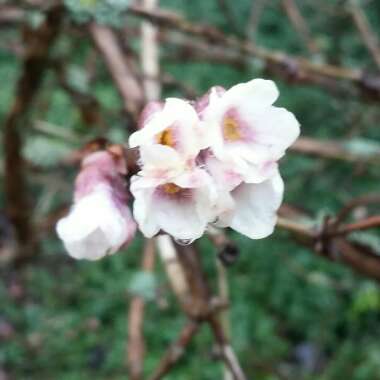 Lonicera setifera 'Daphnis'