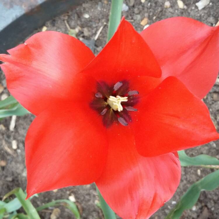 Plant image Tulipa linifolia (Batalinii Group) 'Red Hunter' syn. Tulipa 'Red Hunter'