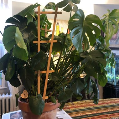 Monstera deliciosa