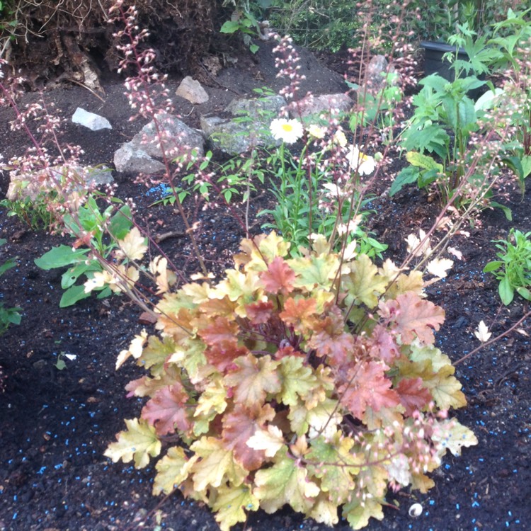 Plant image Heuchera 'Autumn Leaves'