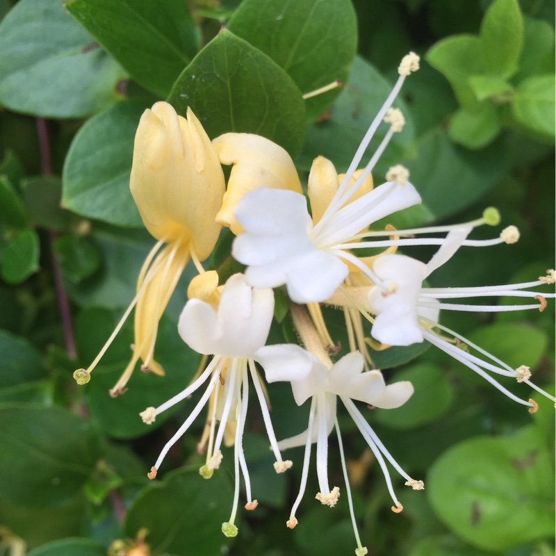 Perveen's garden