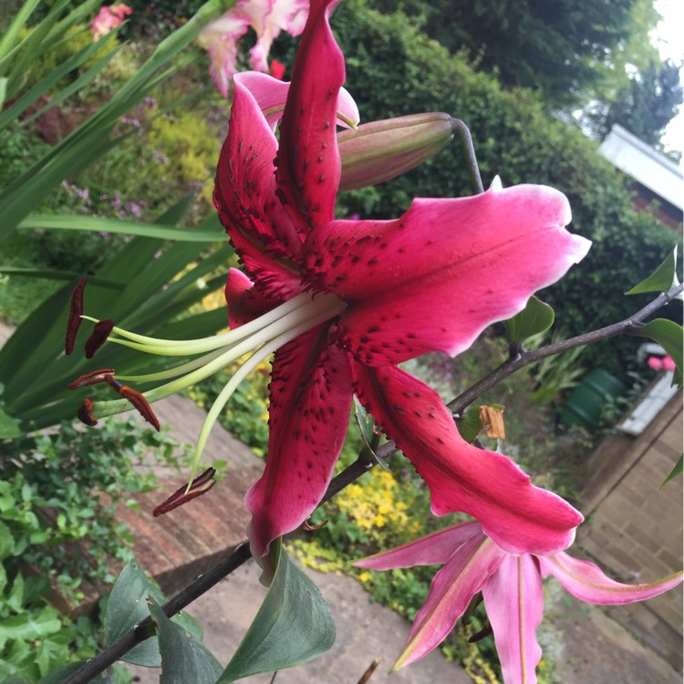 plant image 206171