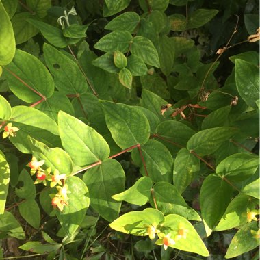 Perveen's garden