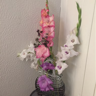 Perveen's garden