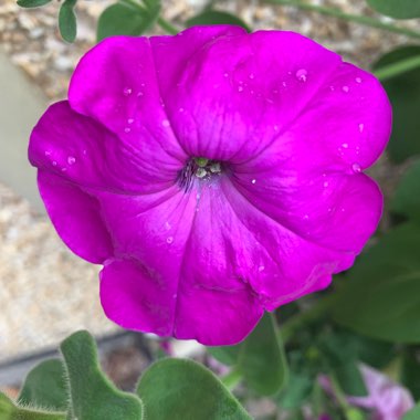 Jayne's garden