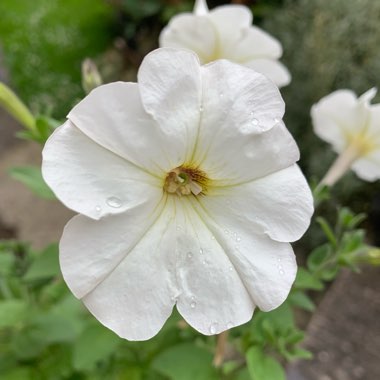 Jayne's garden