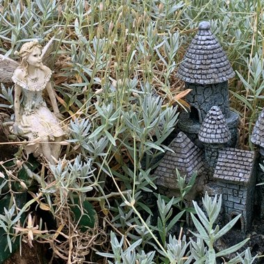 Jayne's garden