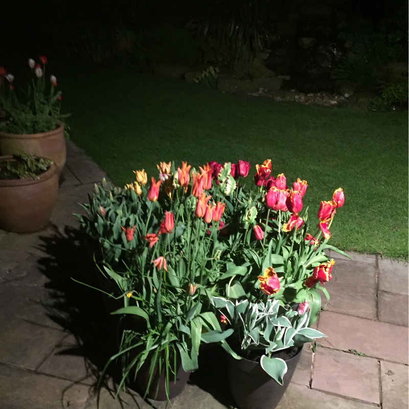 Rebecca's garden