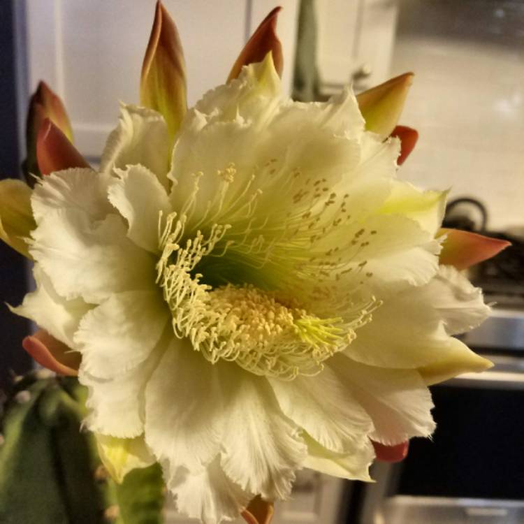 plant image 713298