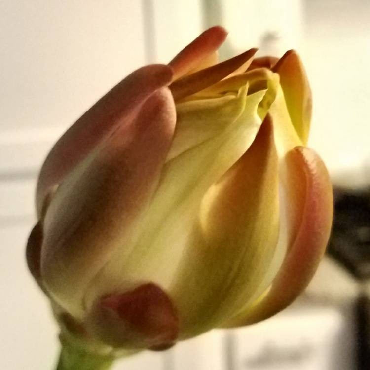 plant image 713299