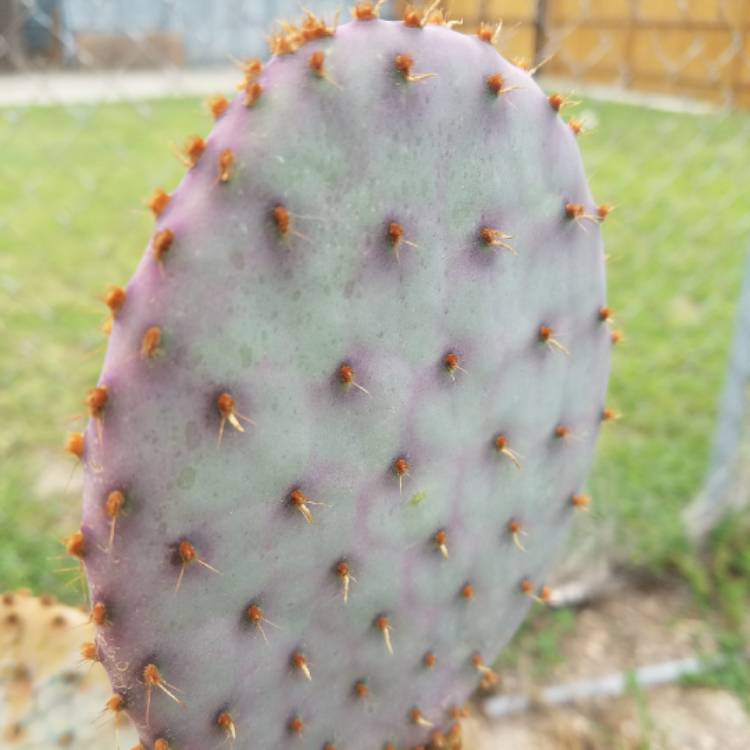 plant image 713320