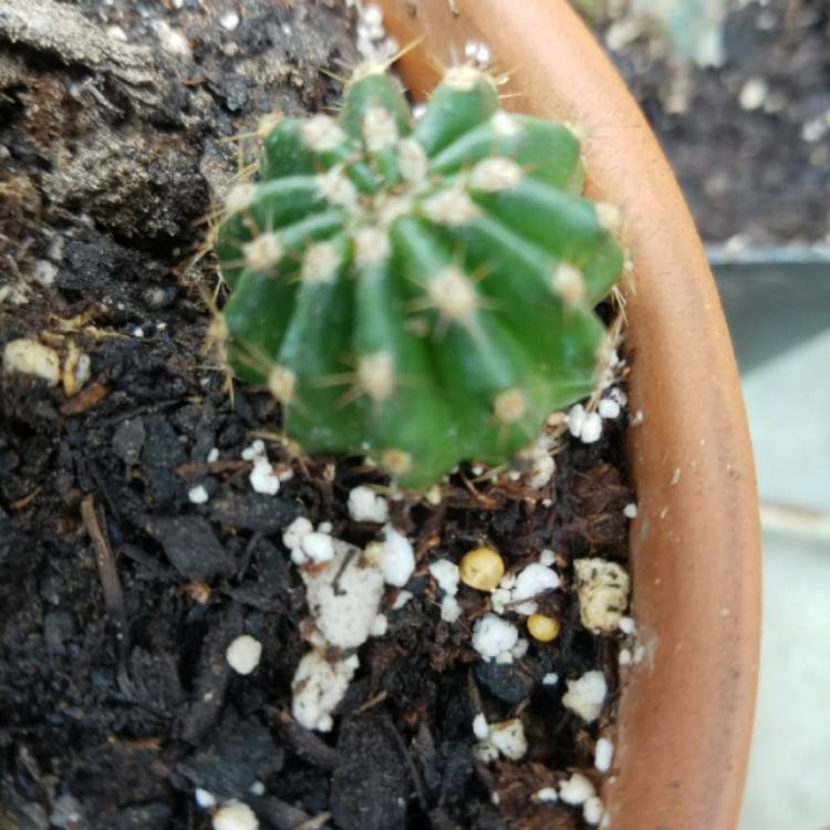 plant image 713322