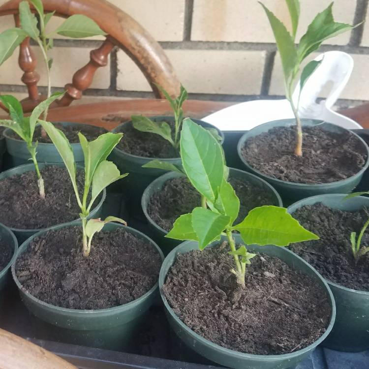 Plant image Adansonia gregorii