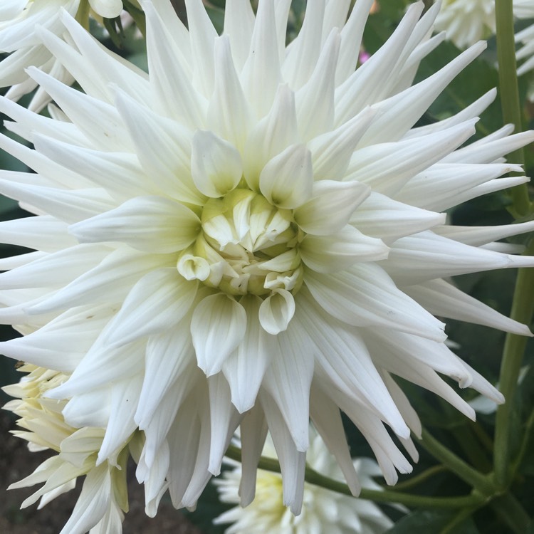 Plant image Dahlia 'Dalina Grande Cancun'