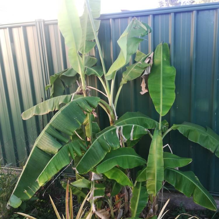 plant image 1123949