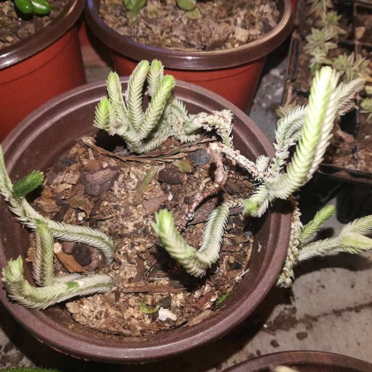 plant image 1124745 plant image 1124745