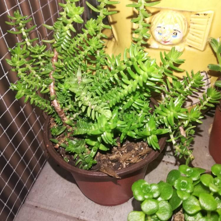 plant image 1124746