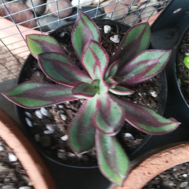 plant image 1131420 plant image 1131420