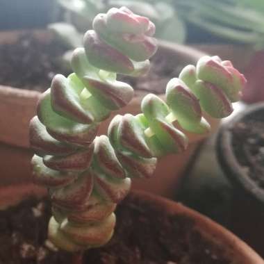 Crassula perforata x Crassula rupestris var marnieriana 'Baby Necklace'