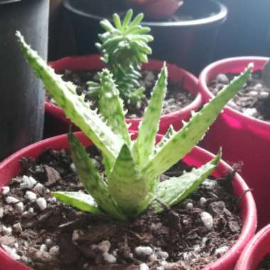 Aloe 'Christmas Carol'