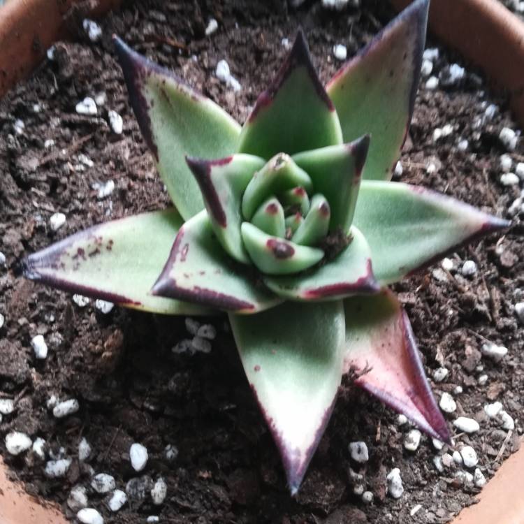plant image 1131445 plant image 1131445