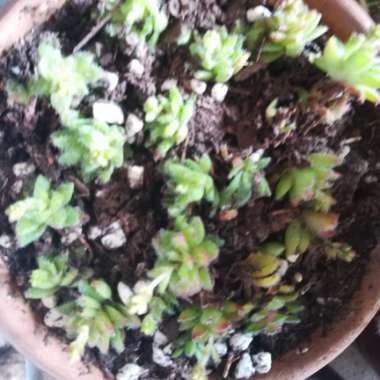 Crassula Setulosa v. Setulosa