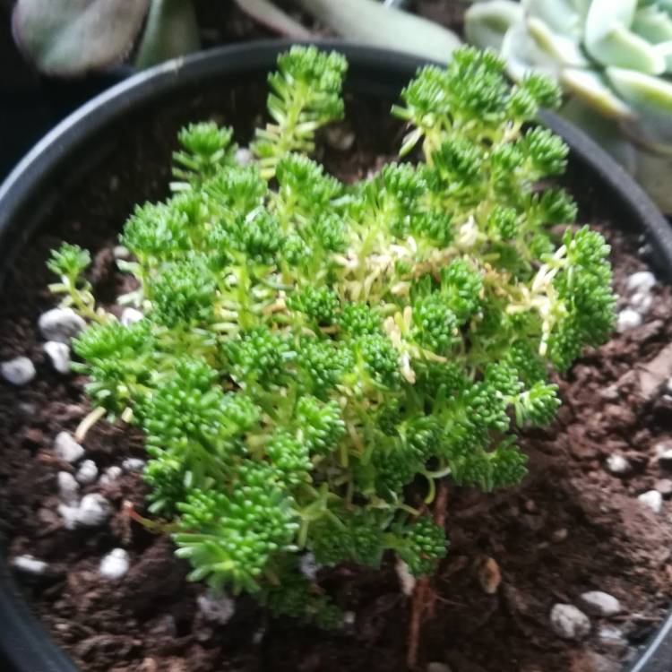 Plant image Sedum lydium