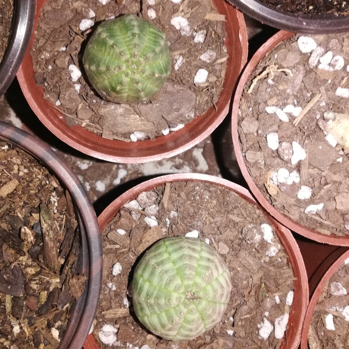 plant image 1139130