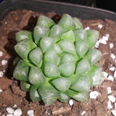 Haworthia obtusa var. pilifera