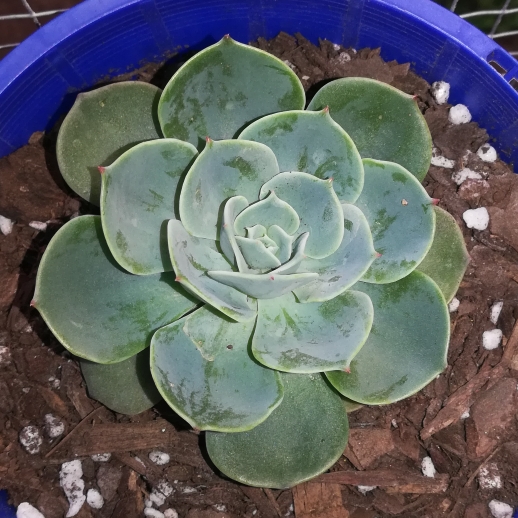 plant image 1139441