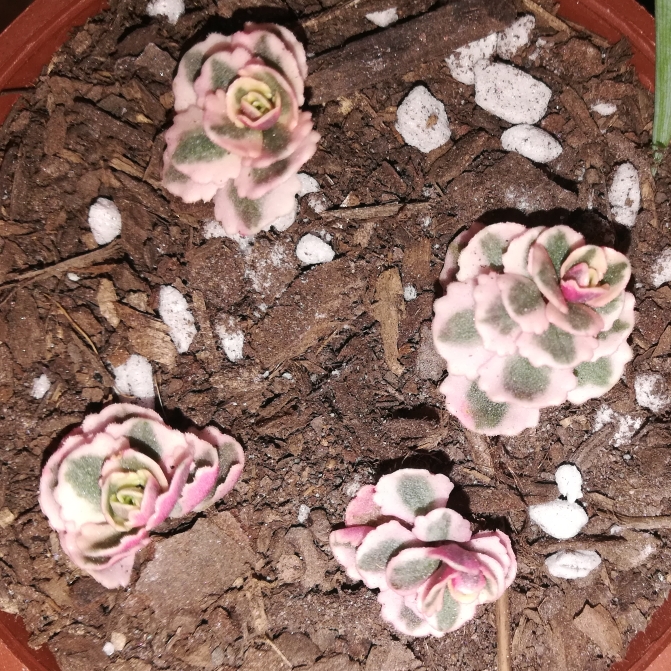 plant image 1139458