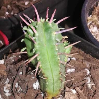 Euphorbia ferox