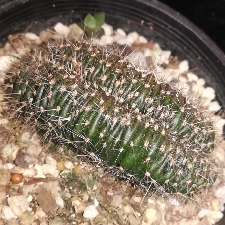 plant image 1141044