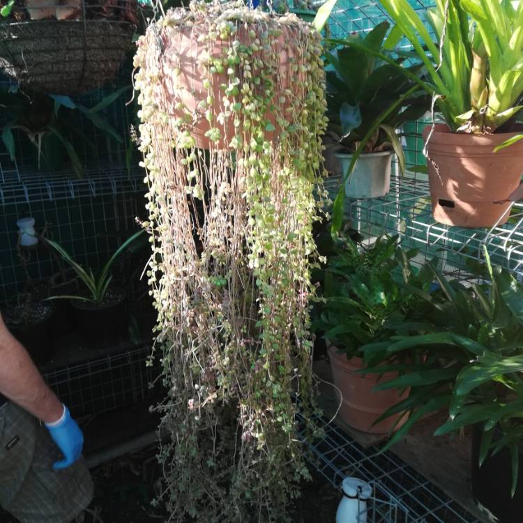plant image 1141328 plant image 1141328