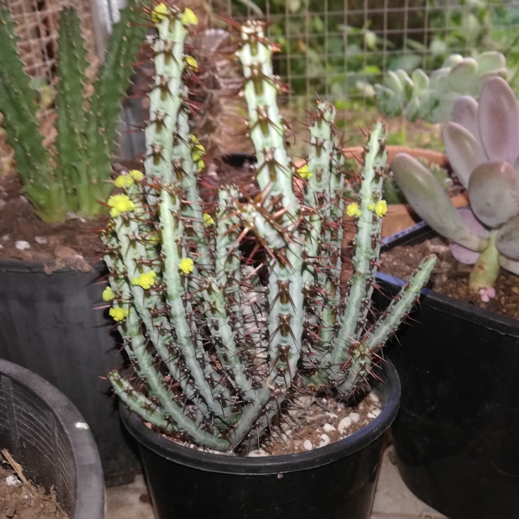 plant image 1141334 plant image 1141334