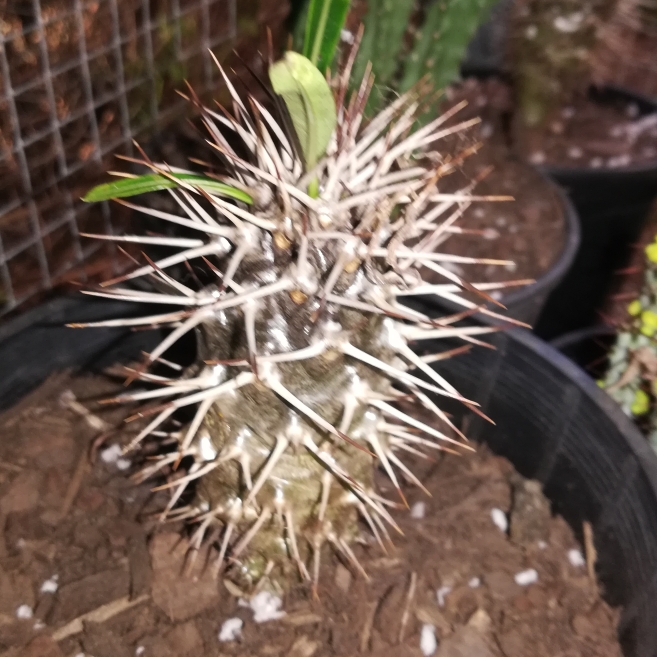 plant image 1144328