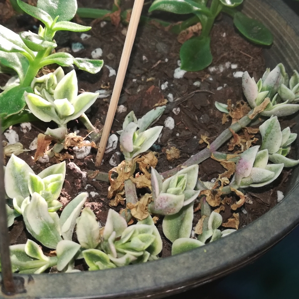 plant image 1144382