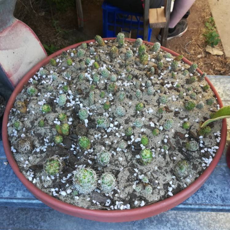 plant image 1148476