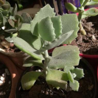 Kalanchoe millottii