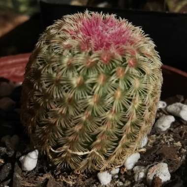 Echinocereus rigidissimus subsp. rubispinus