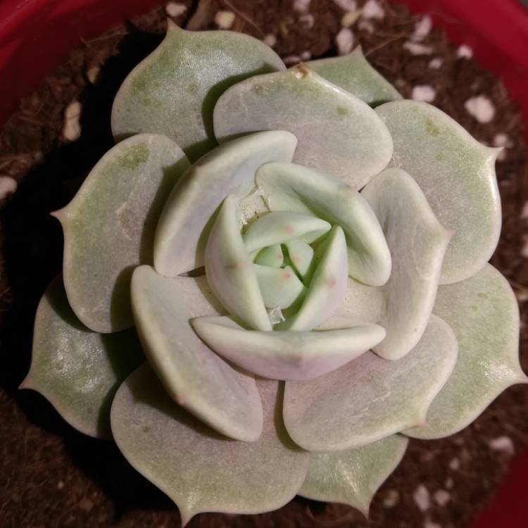 plant image 1149152