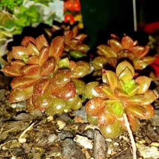 x Cremnosedum 'Little Gem'