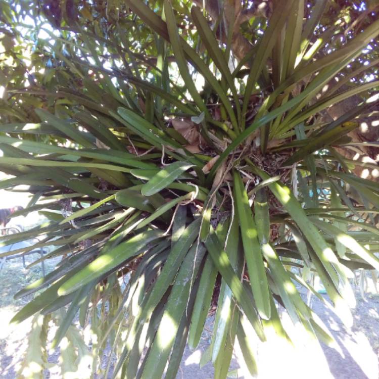 plant image 1149890