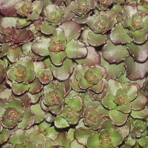 plant image 1151488 plant image 1151488